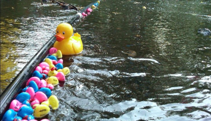 Cranford Rubber Ducky Race